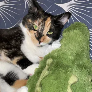 À la recherche d'un/e pet-sitter