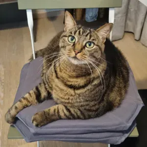 Garde de chat pour vacances d'été