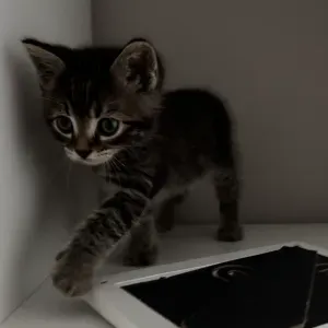 A la recherche d'une petsitter d'un chaton de 3 mois et demi