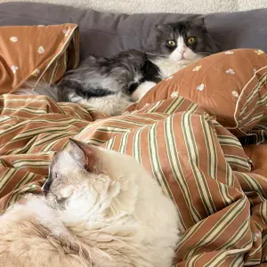 À la recherche d'un petsitteur pour Sissi et Sora