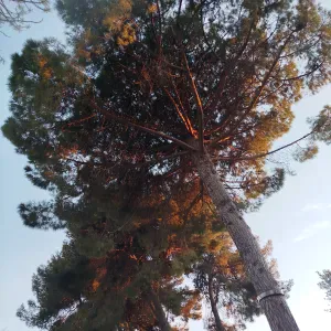 Auxiliaire de vie sociale expérimentée.