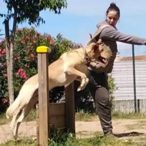 Mente Ativa Pets - Petsitting by Tia Di