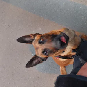 Pet sitter sur Mouscron et alentours