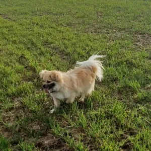 Pet-Sitter au top toujours là pour vos animaux !