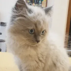 Pet sitting a Brescia e dintorni