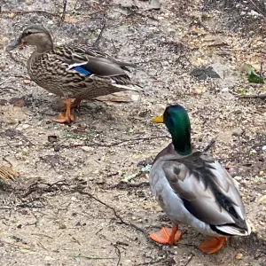 Je suis Pet-Sitter à Nantes ! 