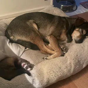 Je cherche un pet-sitter passionné des animaux 