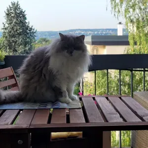 Recherche garde autres animaux près de Monestier