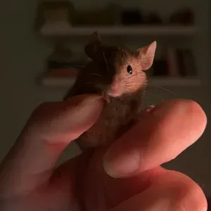 Pet sitting em Lisboa | Gatos e cães 