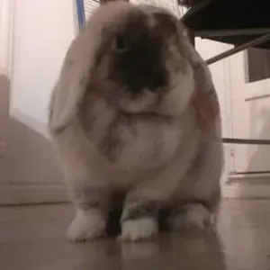 Femme ménage Issoire et alentour