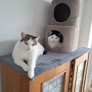 garde chat