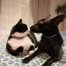 Garde de vos animaux