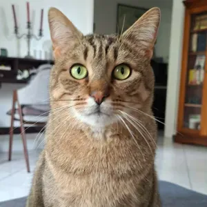 Recherche Pet-sitter