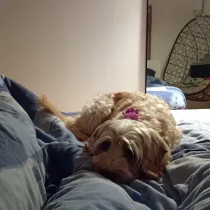 Pets-sitters au Essarts en Bocage