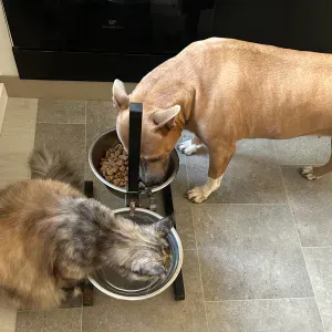 à la recherche d'un ou d'une pet sitter Condé-en-Normandie