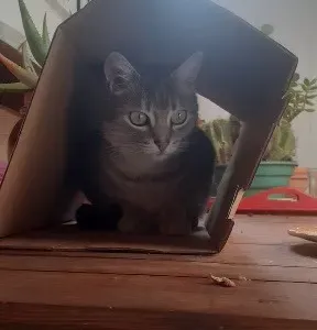 Garde de chats et de petits chiens