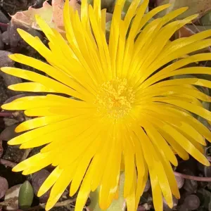 Addetta alle pulizie domestiche e di locali commerciali 