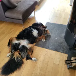 Recherche pet sitter au domicile le 08 janvier