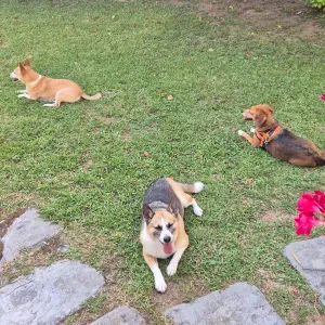 Pet sitter a Marina di Pietrasanta