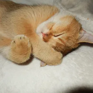 Bonjour, je suis Lana ! Pet-sitter en Île-de-France