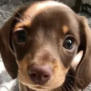 Irina, l'amoureuse des chiens 