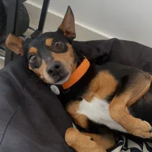 Pet-sitter passionnée des animaux !!!!