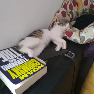 Emploi de cat-sitter Oullins-Pierre-Bénite