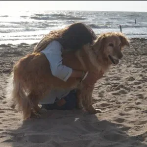 Propose garde de vos chiens lors de vos absences