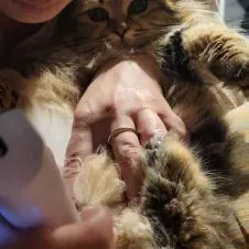 Garde et/ou promenade