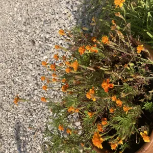 pulizie continuative