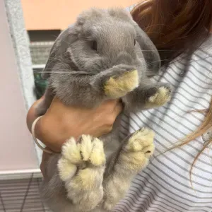 Cerco pet sitter per la custodia di 2 conigli 