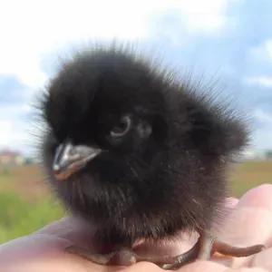 Nounou solaire et douce