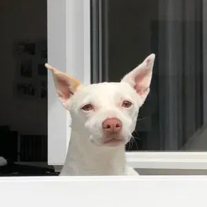 Recherche dog sitter 