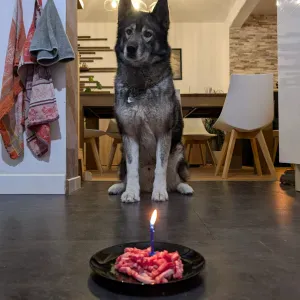 Je cherche un(e) petsitter près de chez moi