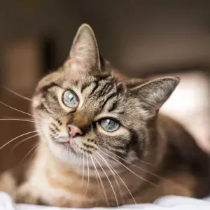 Pet-Sitter aimante et expérimentée