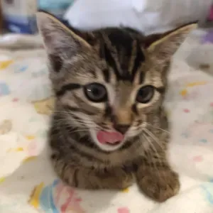 Pet-sitter en seine et marne !