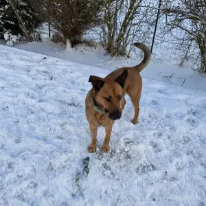 Emploi de femme de ménage Racrange