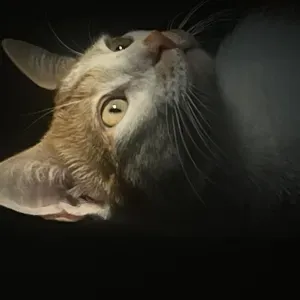 Limpieza en Sevilla (Ocasional ó habitual) 