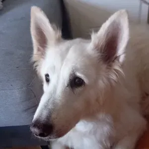 L amour des animaux en alsace 