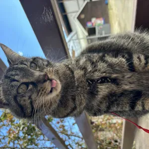 pet sitting a Torino e limitrofi