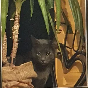 Emploi de Petsitter Voiron