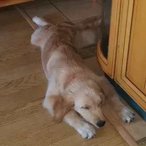 Świąteczny opiekun potrzebny dla goldenka Leosia 