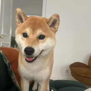 Looking for a dog sitter to stay near Praça Das Flôres