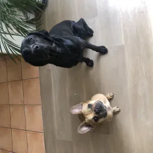 Garde de mes 2 toutous du 12/08 au 28/08