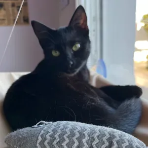 recherche petsitter