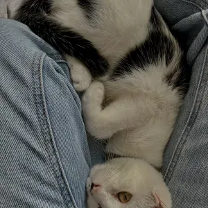 Passionnée d'animaux, garde & visites 🐾