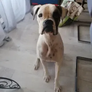Dog Sitter sérieuse et passionnée pars animaux