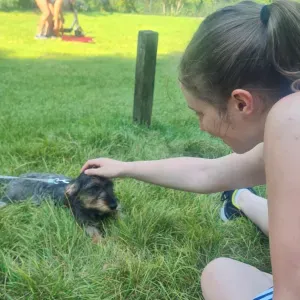 Pet sitting and walking services