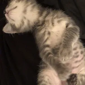 Pet-sitter à Angers inlove with animals