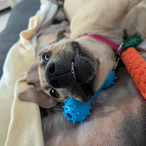 Emploi de Petsitter Septeuil